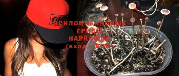 трава Карпинск